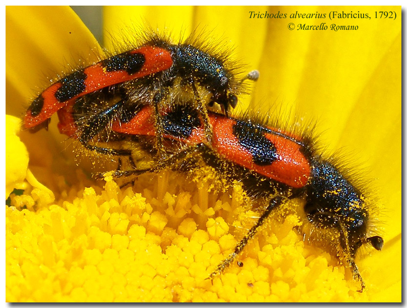 COLEOTTERI NEL FORUM - Famiglia Cleridae